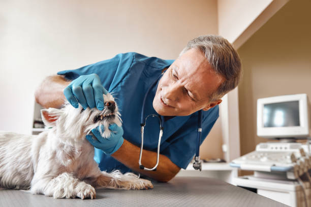 Best Emergency Dental Care for Trauma or Injury in Winfield, KS
